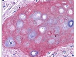 Collagen II Antibody, Novus Biologicals 0.1mg; Unlabeled:Antibodies, Polyclonal